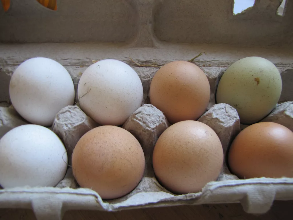 043014-cathyerway-eggs-heritageeggs.jpg